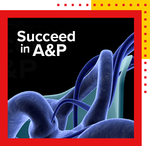 succeed in A and P