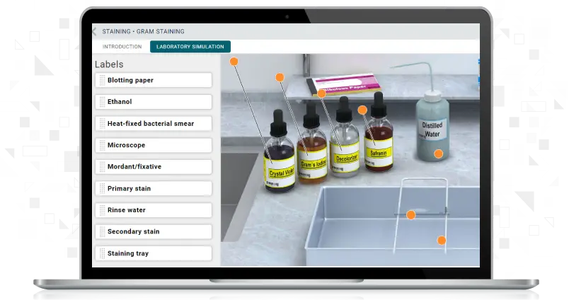 Screenshot of Gram Staining simulation