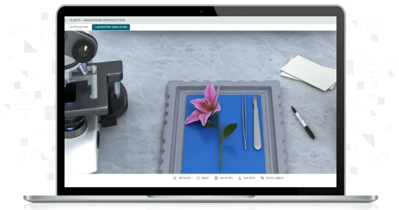 screenshot of Angiosperm reproduction Simulation